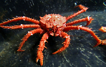 A king crab in Antarctic waters
